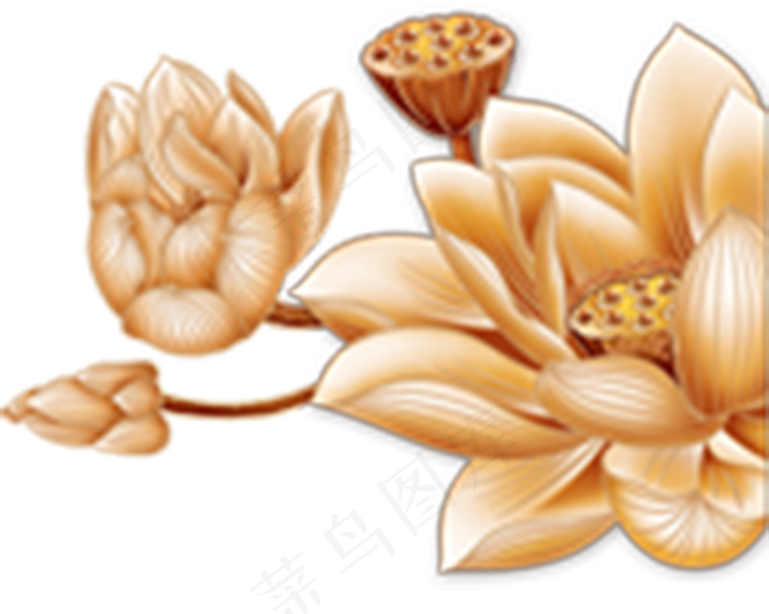 荷花莲藕
