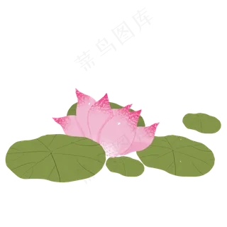 荷花荷叶png素材