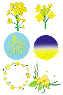 春天开花的油菜花