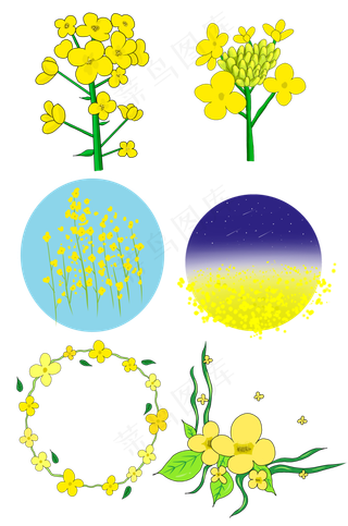 春天开花的油菜花