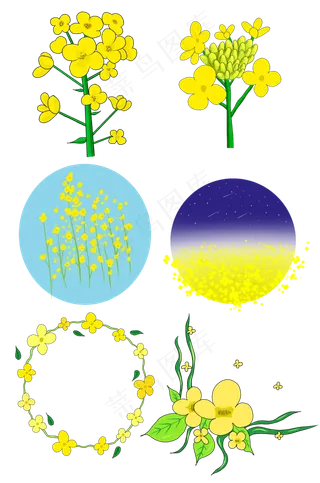 春天开花的油菜花