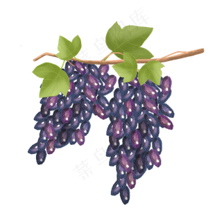 手绘水果png素材