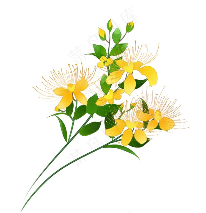 中国风手绘花卉金丝桃(2913X3015(DPI:300))psd模版下载