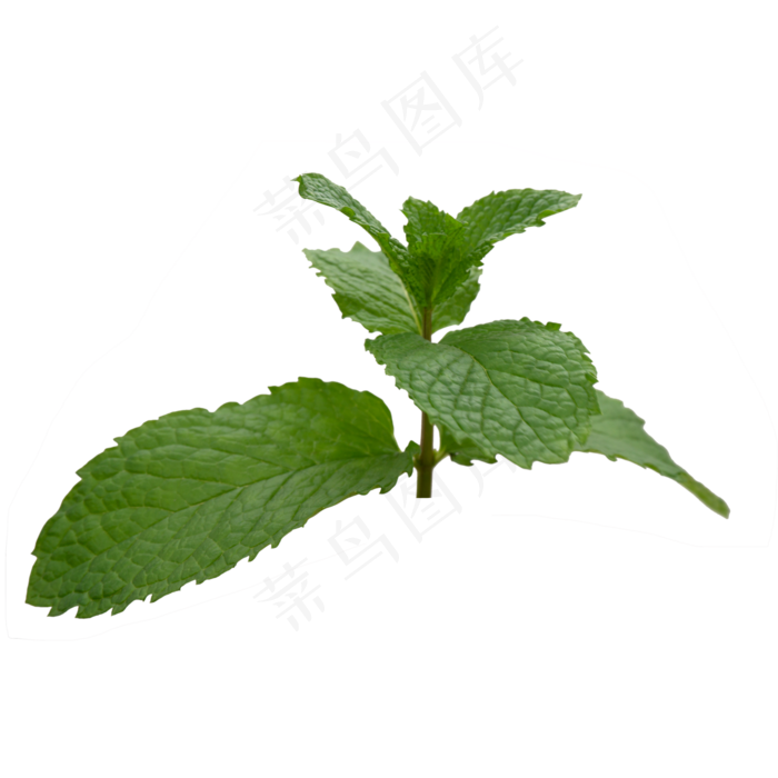 薄荷叶子(2000X2000)