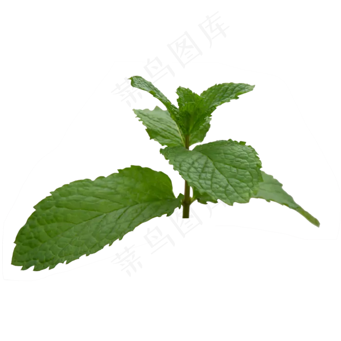 薄荷叶子(2000X2000)