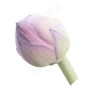 浅粉色荷花花蕾