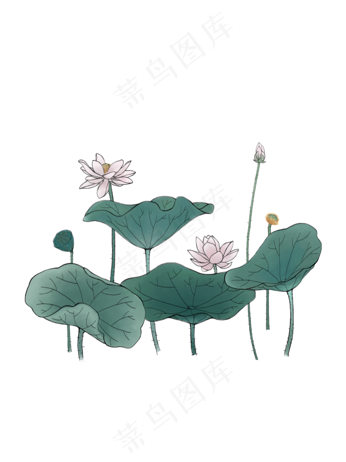 夏季盛开的荷花