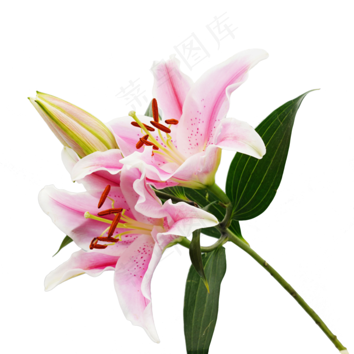 粉色百合花花枝,免抠元素(3000*3000px 300 dpi )