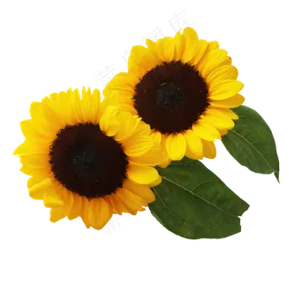 向日葵花朵