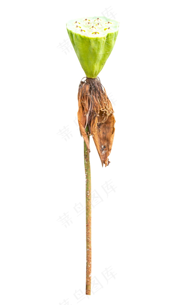 荷花莲蓬(2000*3500px 300 dpi )