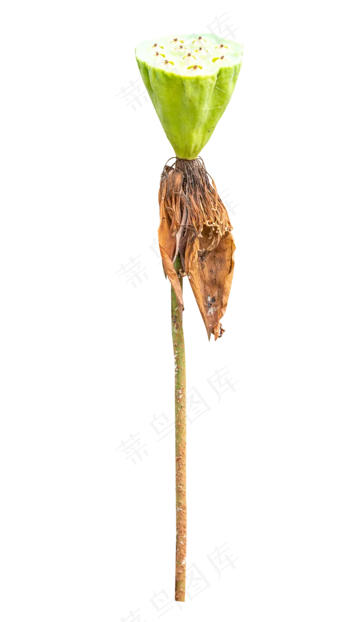 荷花莲蓬(2000*3500px 300 dpi )