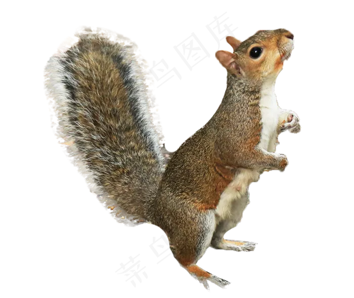 动物松鼠,免抠元素(1307X1099(DPI:300))psd模版下载