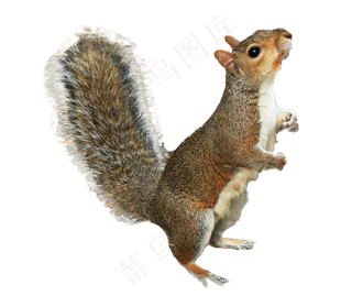 动物松鼠,免抠元素