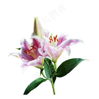 粉红色百合花,免抠元素