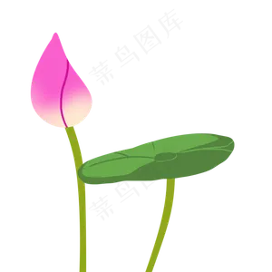 花蕾荷花植物
