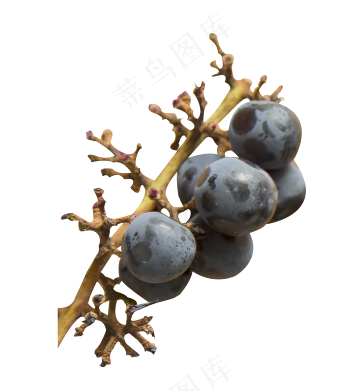 一串葡萄(2675X3033(DPI:300))psd模版下载