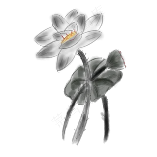 黑白水墨荷花荷叶免抠图