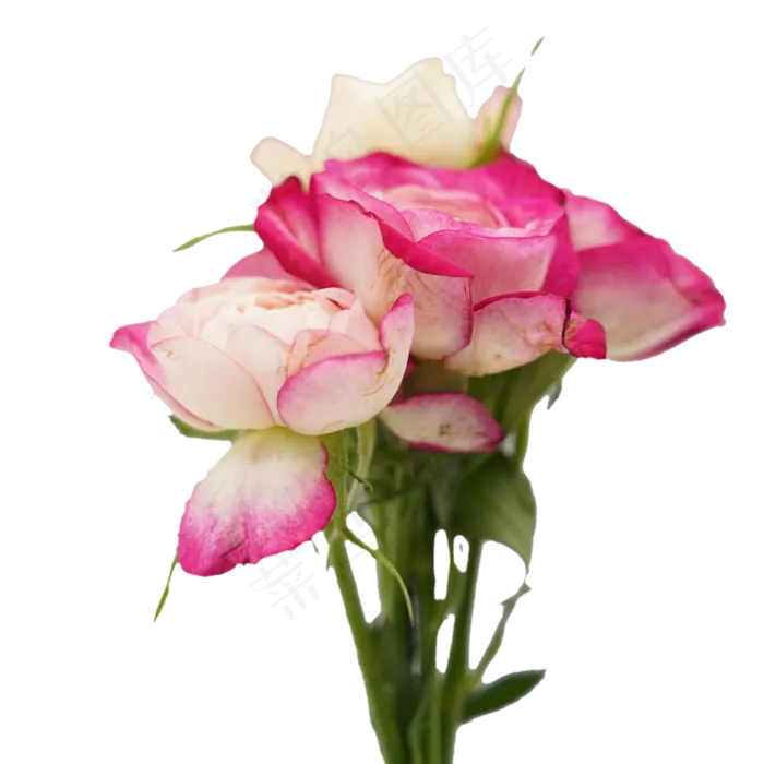 植物花束鲜花(658X645(DPI:150))