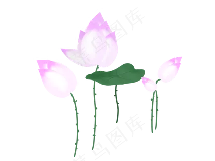 紫色唯美荷花蓓蕾