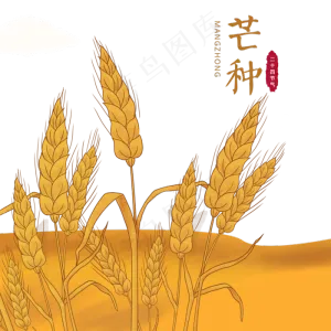 芒种黄色稻草稻谷