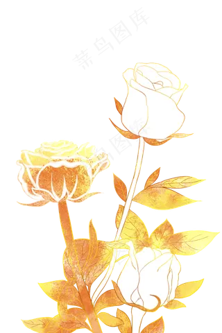 金色玫瑰花开