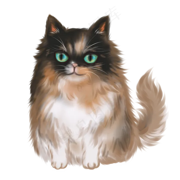 宠物猫三花猫