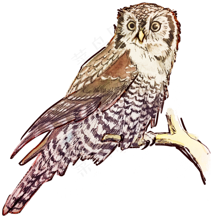 水彩动物猫头鹰
