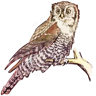 水彩动物猫头鹰