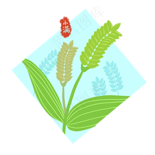 小满小麦