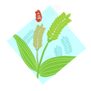 小满小麦 小满小麦
