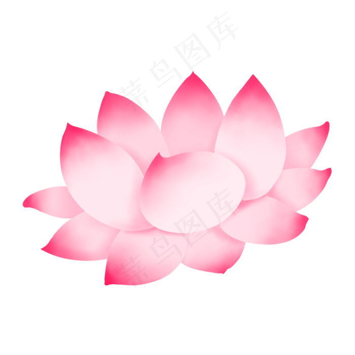 淡粉色小清新盛开荷花