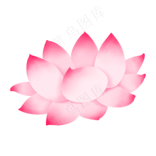 淡粉色小清新盛开荷花