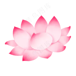 淡粉色小清新盛开荷花