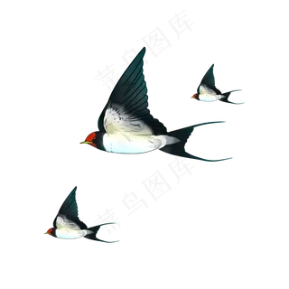 清明节翱翔天际的燕子仿真装饰素,免抠元素