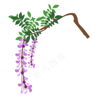 矢量花卉紫藤萝花