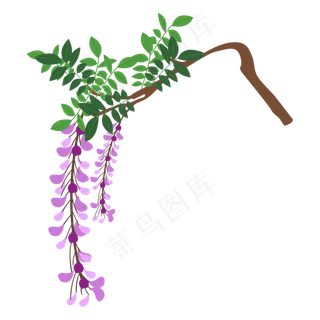 矢量花卉紫藤萝花