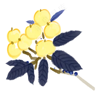 春季水墨水果枇杷