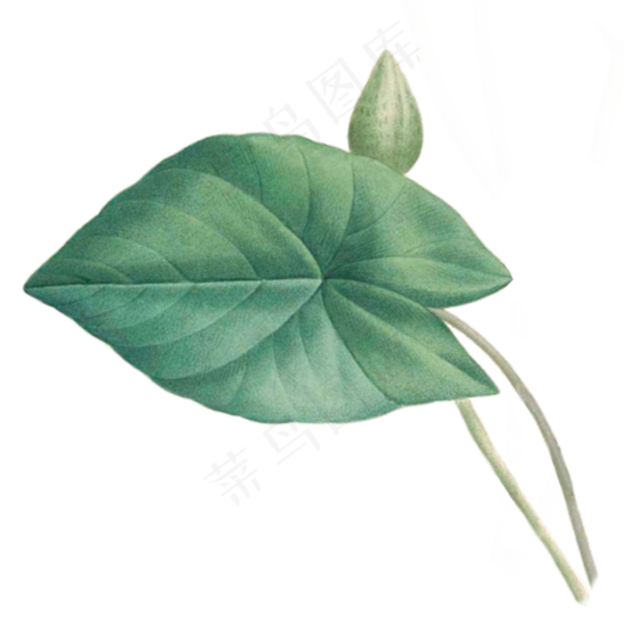 绿色的荷叶免抠图