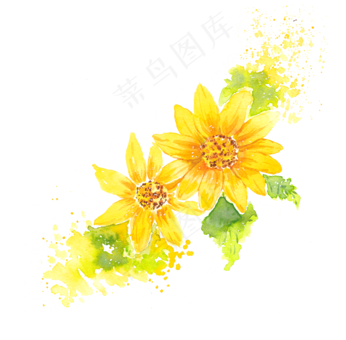 水彩黄色菊png