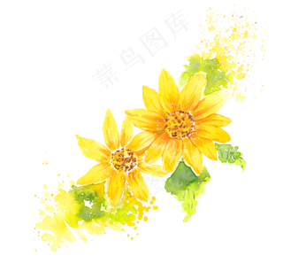 水彩黄色菊png