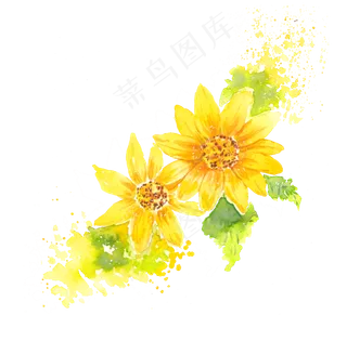 水彩黄色菊png