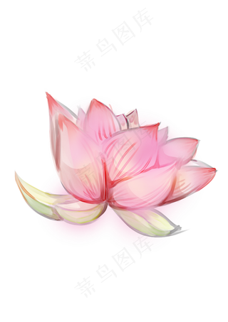 手绘夏日荷花PNG下载