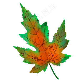 秋冬枫叶秋叶手绘植物叶子简约