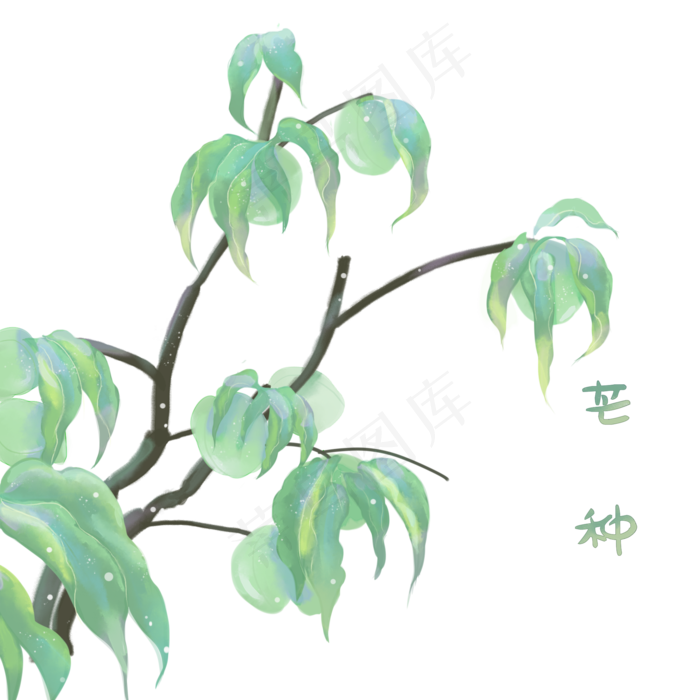 二十四节气芒种(2000X2000(DPI:300))psd模版下载