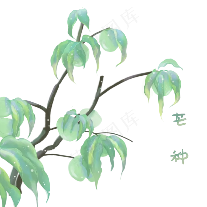二十四节气芒种(2000X2000(DPI:300))psd模版下载