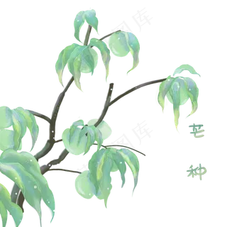 二十四节气芒种