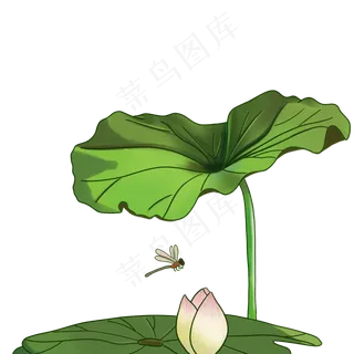 夏天小暑大暑节气荷花