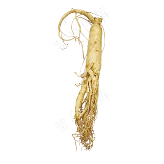 植物人参中药药材,免抠元素