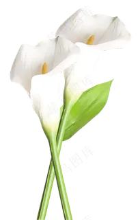 百合花朵 百合花朵