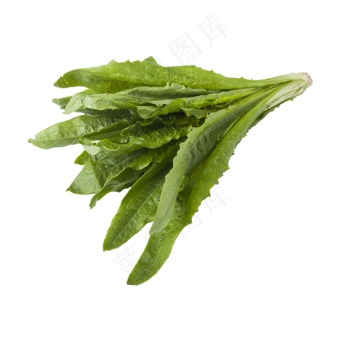 油麦菜实拍（png免抠）
